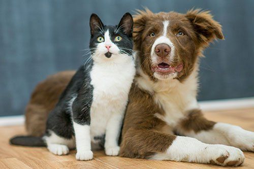 A black-and-white cat sits next to a brown-and-white dog on a wooden floor in front of a blue wall.