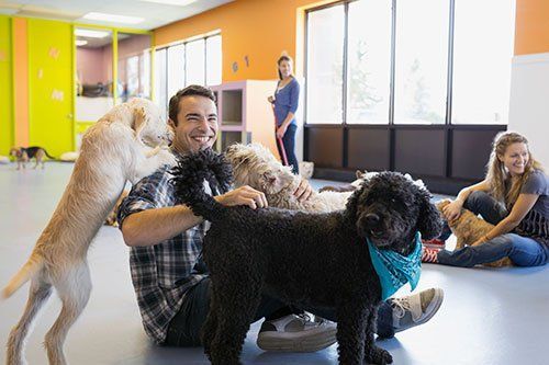 A man sits on the floor of a brightly colored dog daycare, petting a black dog while a light-colored dog plays nearby.