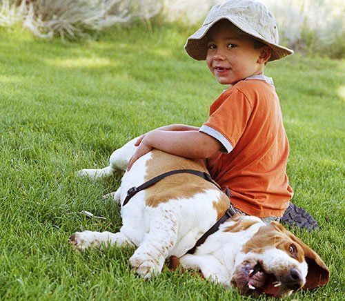 A child wearing a tan hat and orange shirt sits in the grass, resting a hand on a reclining white and brown basset hound.