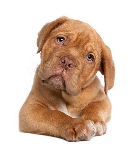 A brown Dogue de Bordeaux puppy with a wrinkled face looking directly at the camera against a white background.