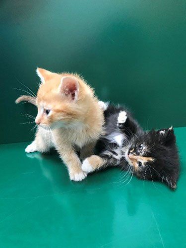 An orange kitten standing next to a black and white kitten playing on a glossy green surface.