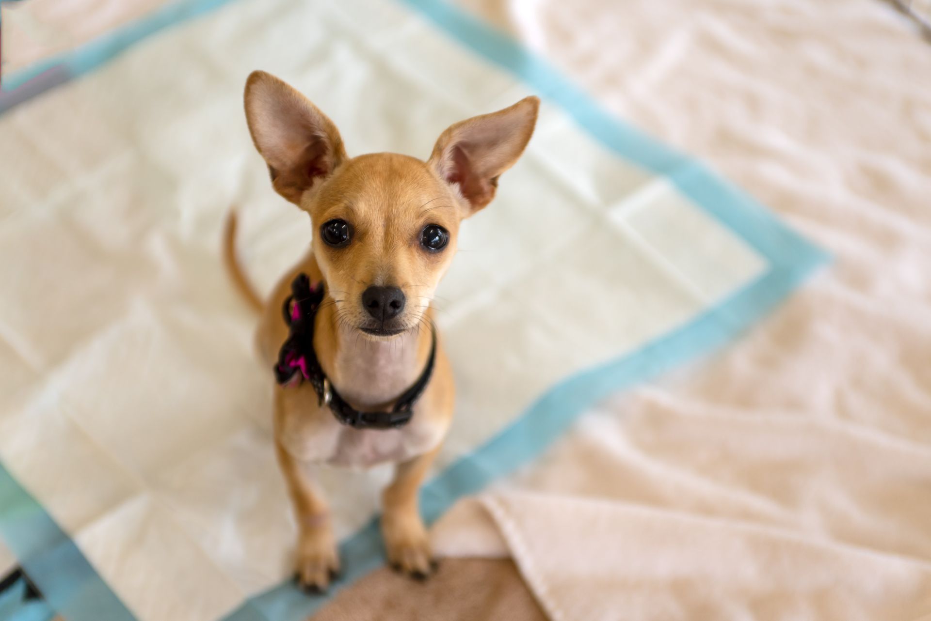 Small tan dog with large ears sitting on a patterned blanket and looking up at the camera