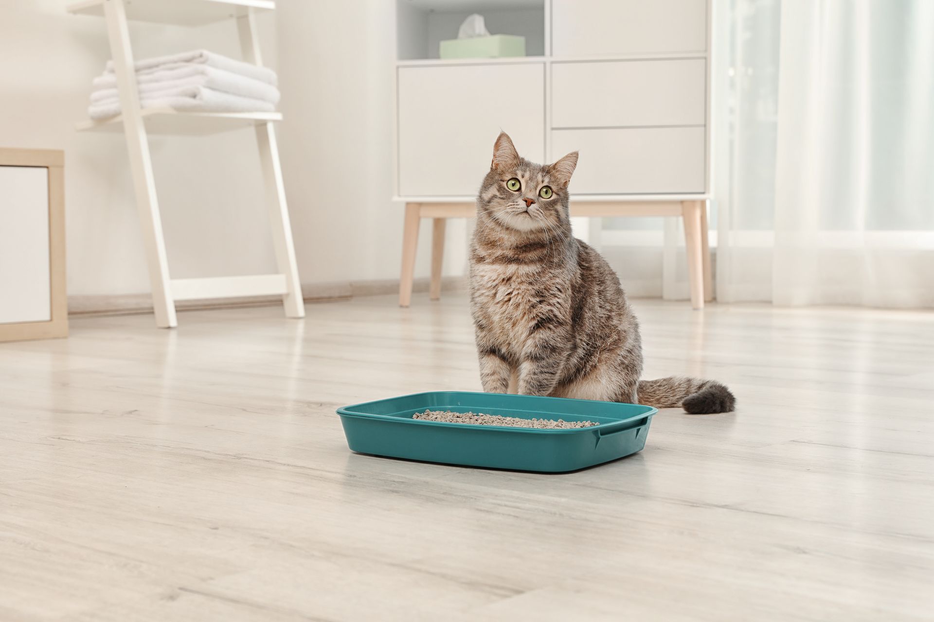 Tabby cat sitting on a turquoise mat in a bright room with white furniture