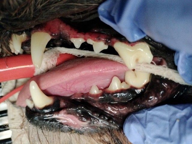 Close-up of a dog’s open mouth, showing teeth, tongue, and blue-gloved hands holding it open.