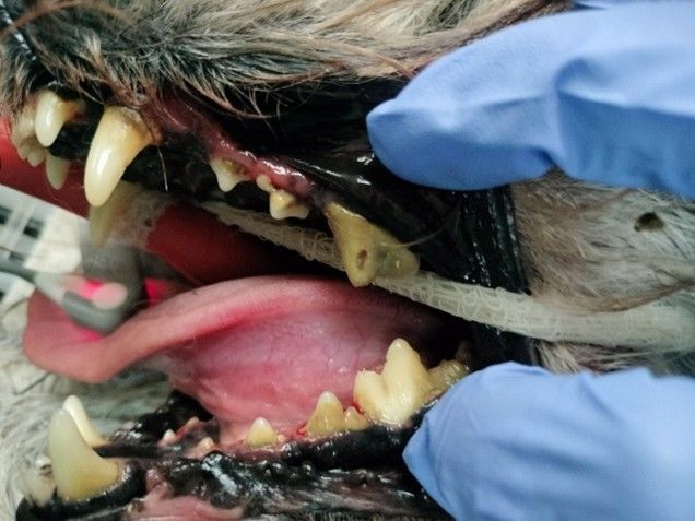 Close-up of a dog's open mouth with gums, teeth, and tongue visible as gloved hands inspect it