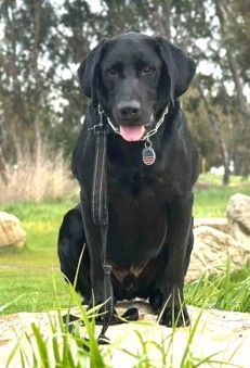 Black dog sitting on grass with tongue out, wearing a collar, in a park-like setting