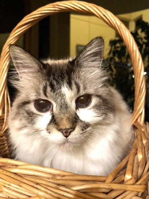 Fluffy gray-and-white cat sitting in a wicker basket, facing the camera.