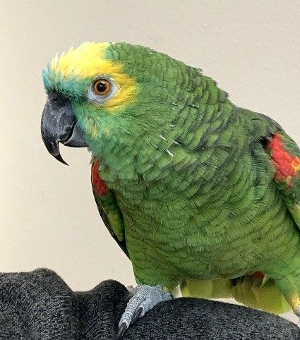 Green parrot with yellow forehead perched on a shoulder, showing red wing patches.