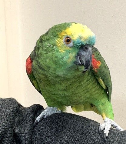 Green parrot with a yellow forehead perched on a person’s shoulder