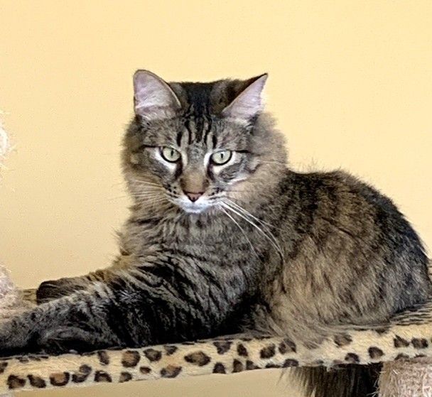 Fluffy brown tabby cat lying on a leopard-print perch against a beige wall