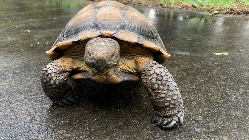 A tortoise walking on wet pavement, seen from the front.
