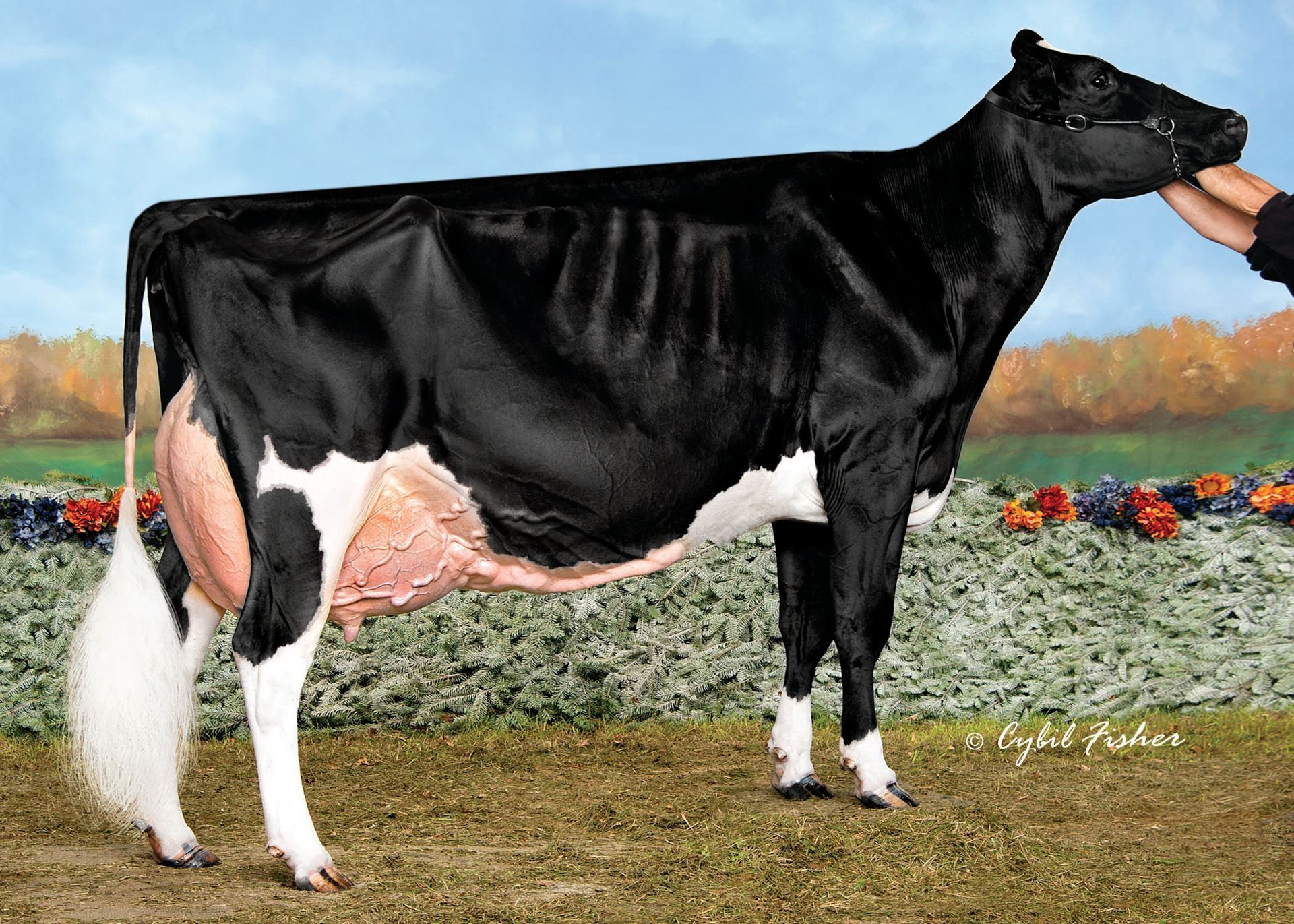 Spero Valiant Lambda MIGOS Grand Dam