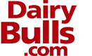 Dairy Bulls