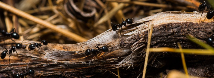 Ants on a log outdoors, one of the pests handled by insect control services in New Jersey
