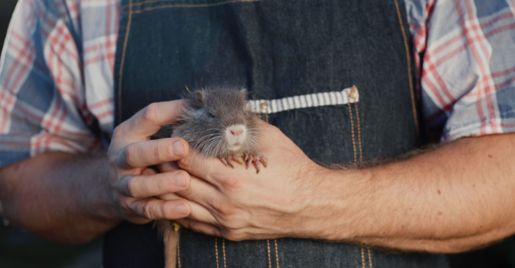 Humane rodent control, mouse removal, and rat exclusion services for New Jersey homeowners.
