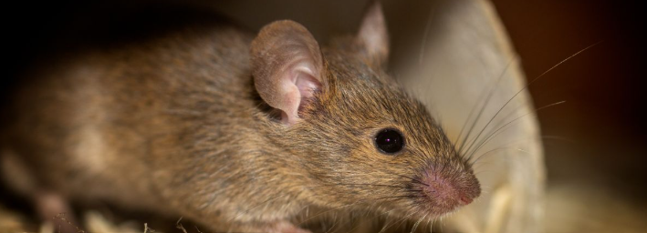  Close-up of a house mouse, the pest a rodent exterminator in New Jersey is called out to remove
