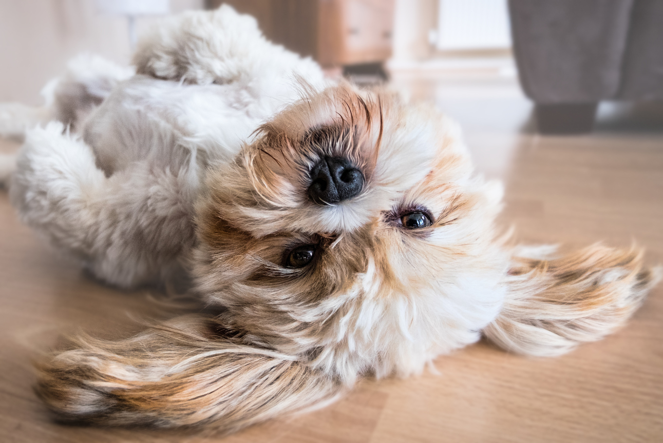 A small dog is laying on its back on the floor.