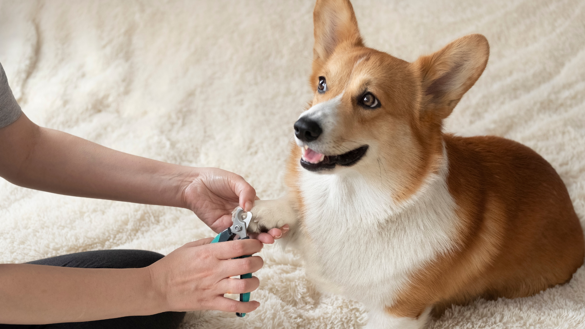 A person is cutting a dog 's nails with a pair of clippers.