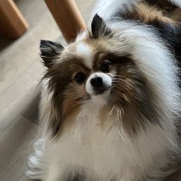 A small brown and white dog is laying on the floor and looking at the camera.