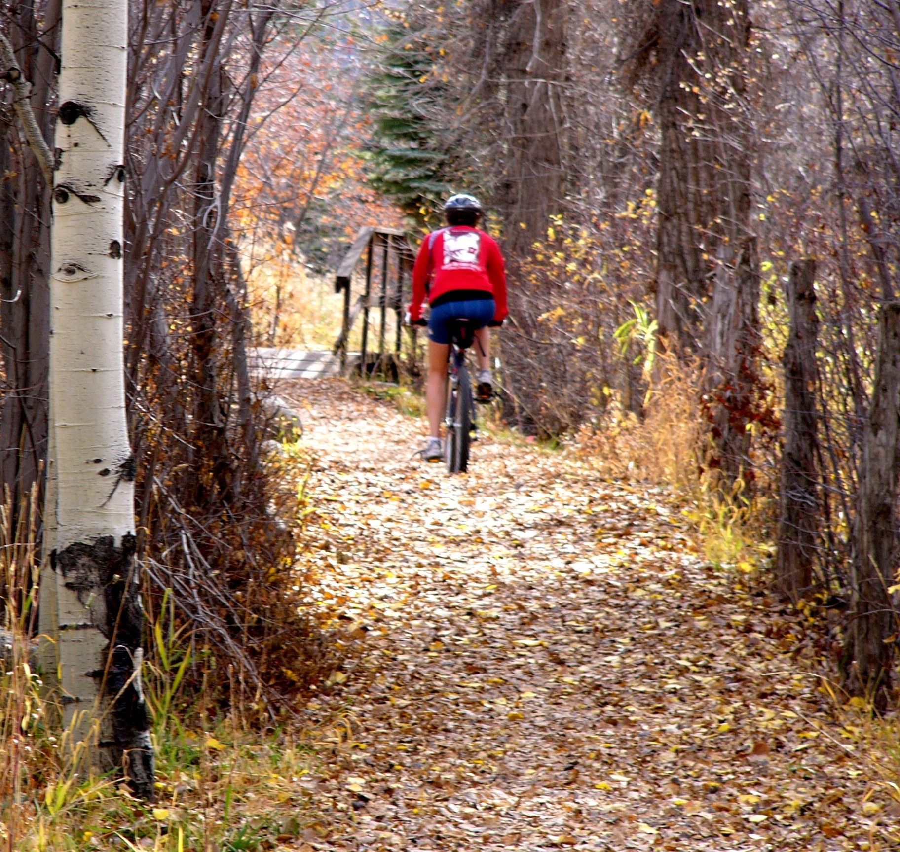 Cyclist in a red jacket riding along a leaf-covered forest trail in autumn with slow & say hello in colorado