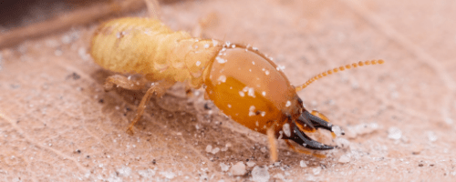 Termites in Miami