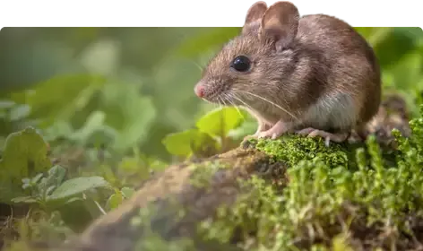 Rodent Looking for food Being tagerted by Pest Control technition