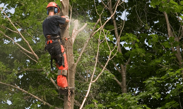 Tree trimming worker utilizing a chainsaw while trimming a large branch.