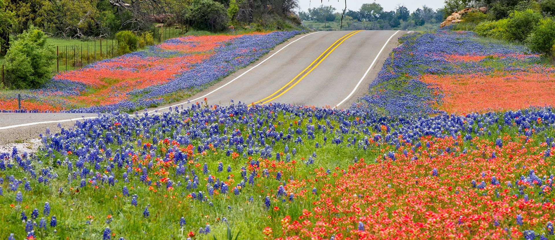 Wildflower-lined road curving uphill through a colorful meadow under bright daylight