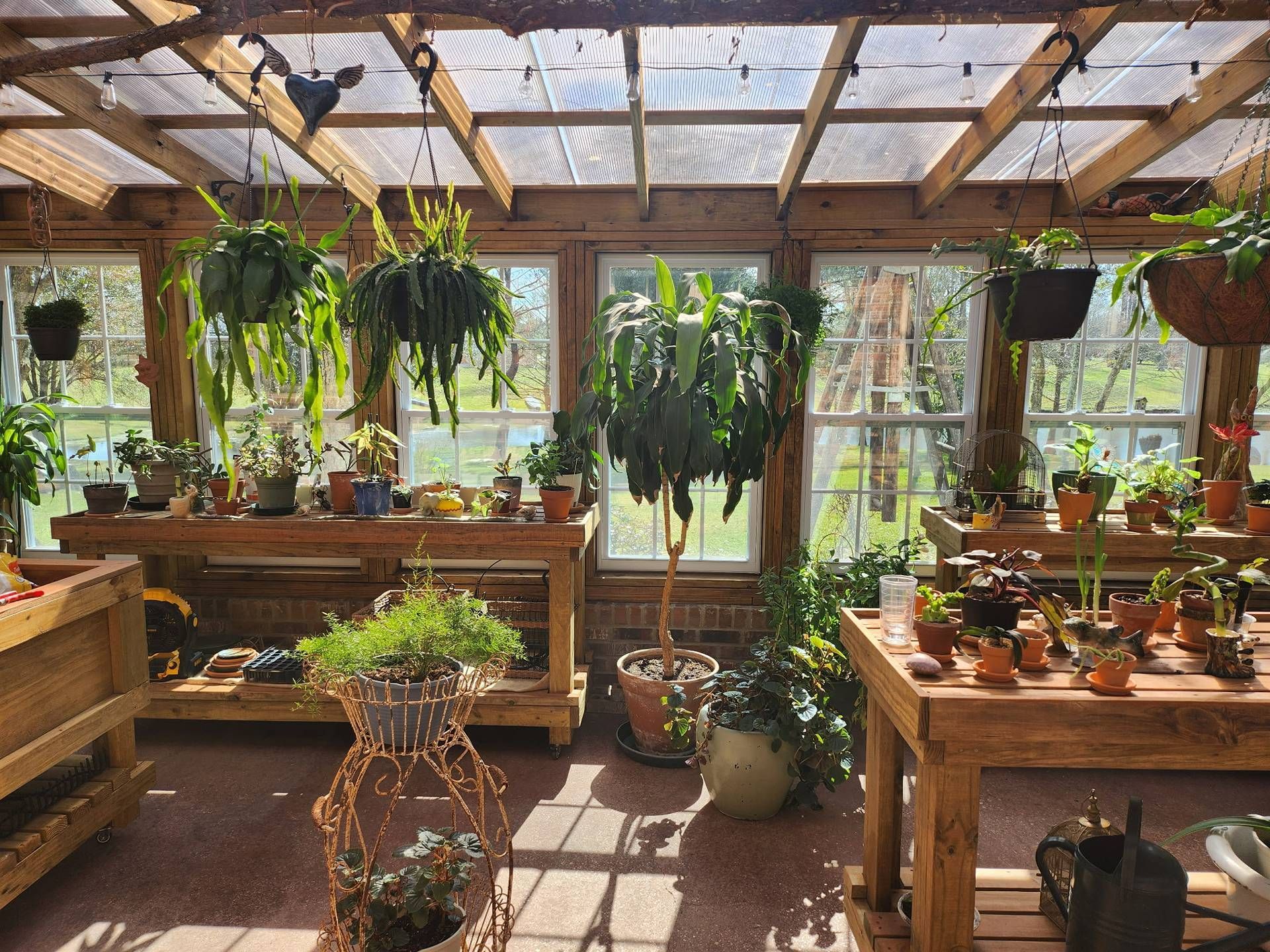 Sunlit greenhouse with potted plants and hanging ferns on wooden tables and shelves