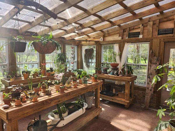 Sunlit wooden greenhouse filled with potted plants on tables and shelves