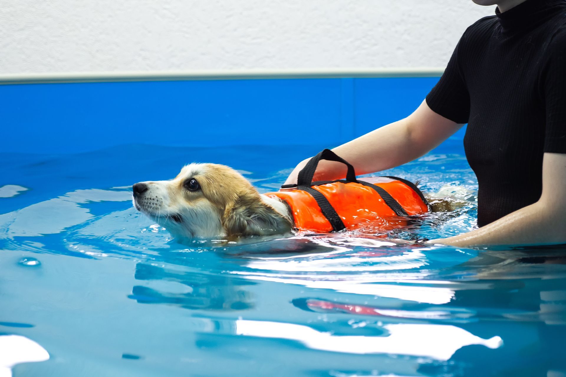A dog wearing a life jacket is swimming in a pool.