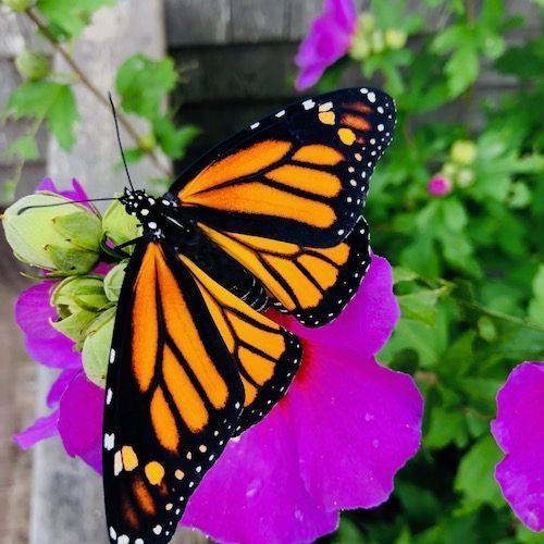 ìntränsōl monarch butterfly