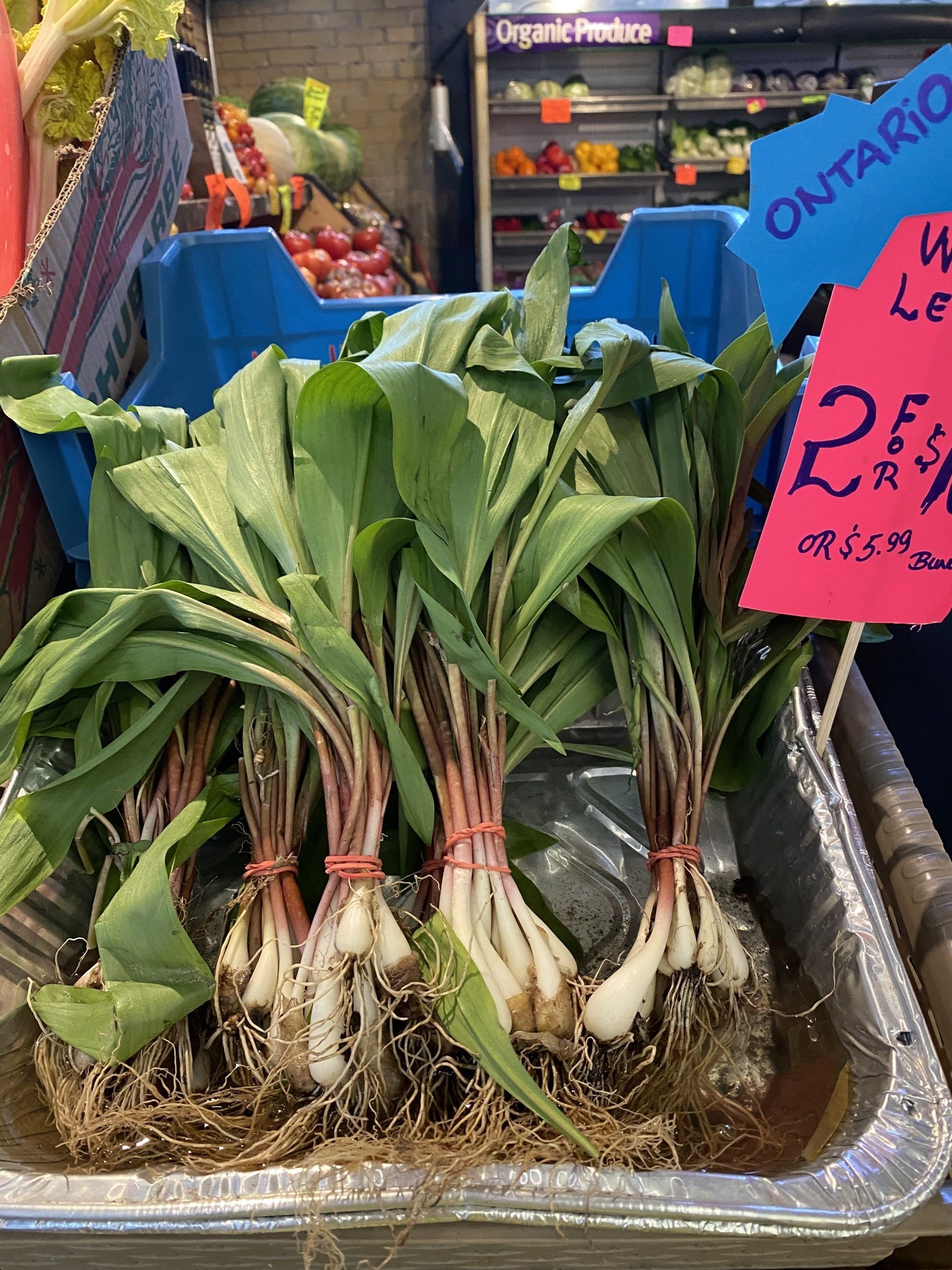 A bunch of onions are sitting in a tray with a sign that says ontario on it.