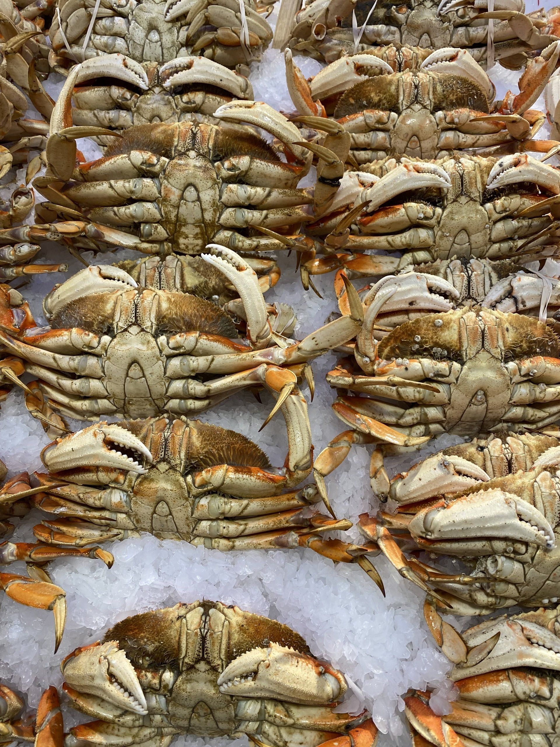 A bunch of crabs are sitting on top of ice.