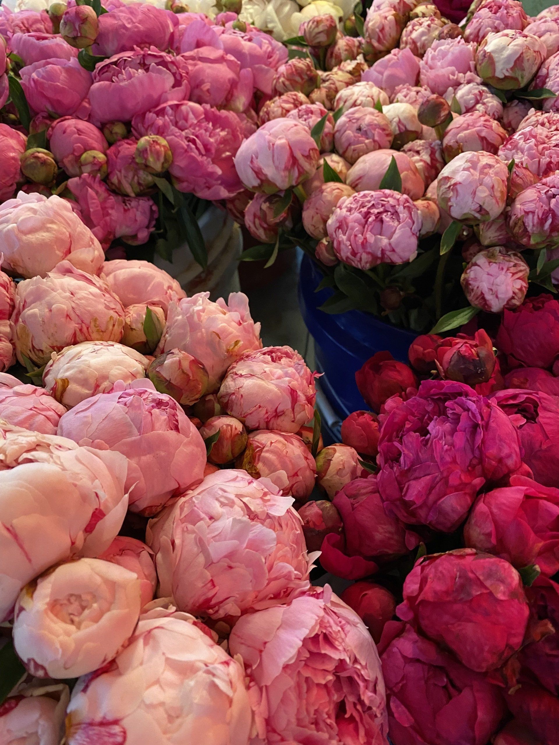 A bunch of pink flowers are sitting on top of each other on a table.
