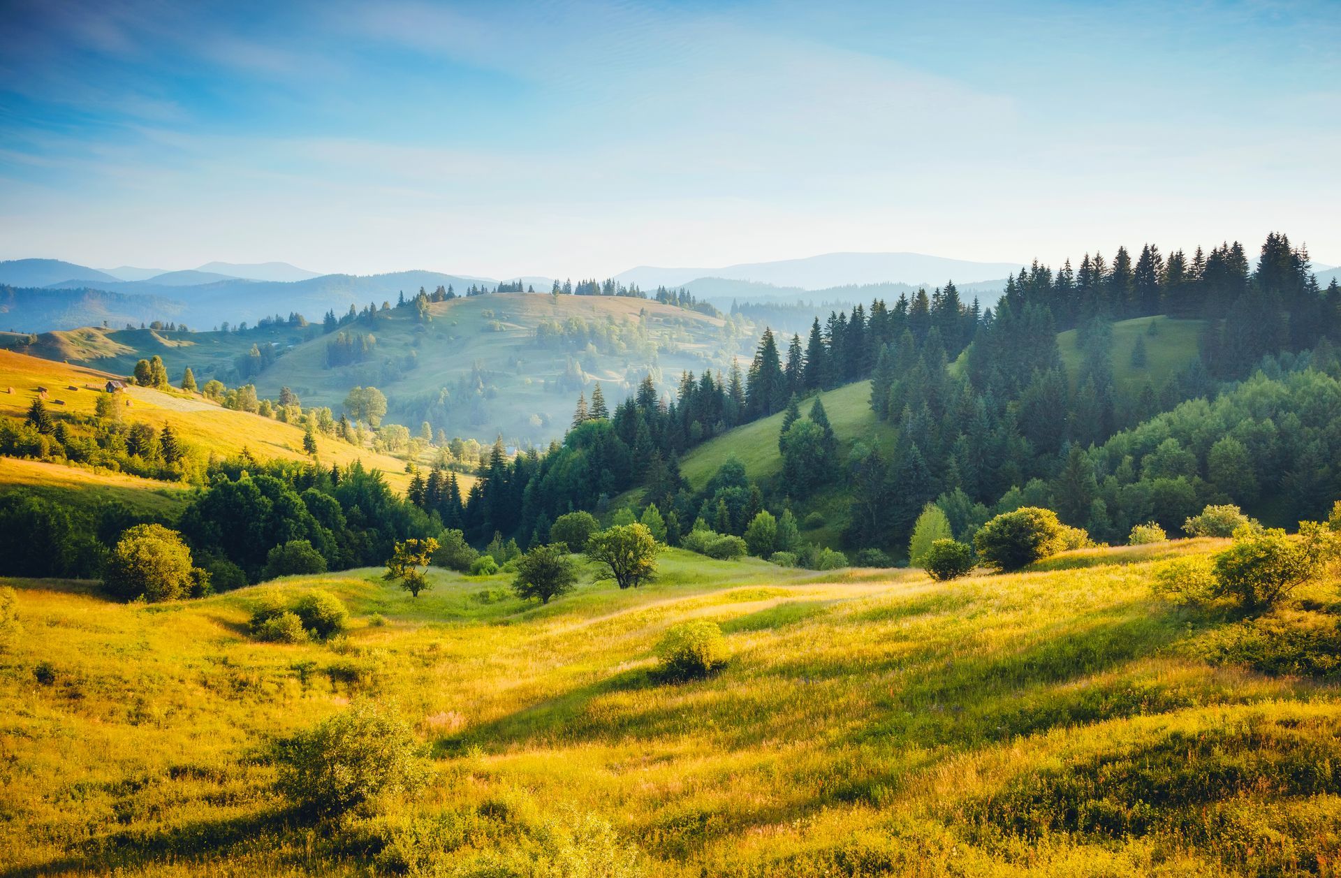 Sunlit yellow meadow with rolling green hills and a distant forest under a hazy blue sky