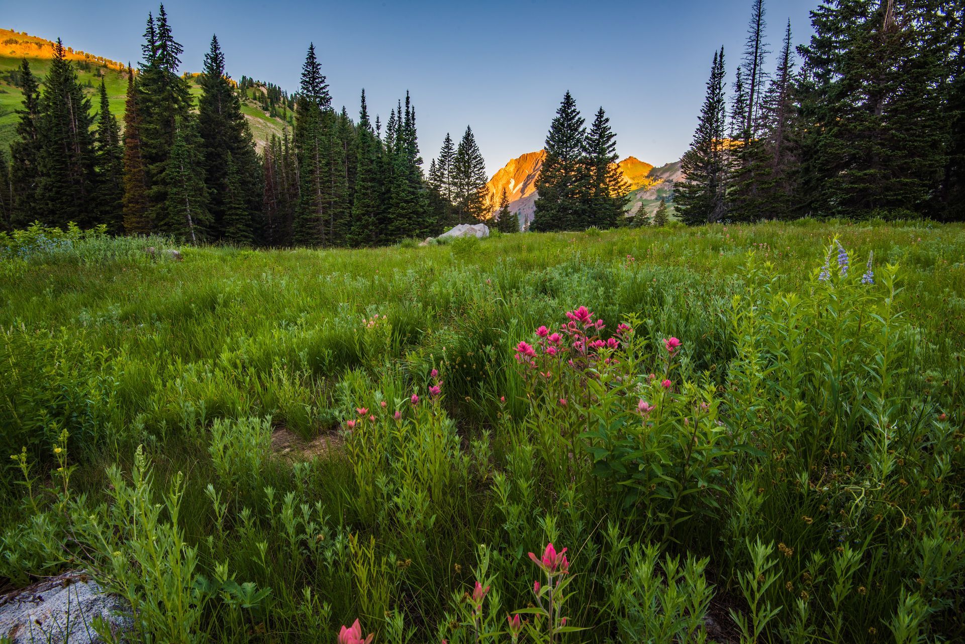 Wildflower meadow with pink blooms, pine trees, and sunlit mountain peaks at dusk