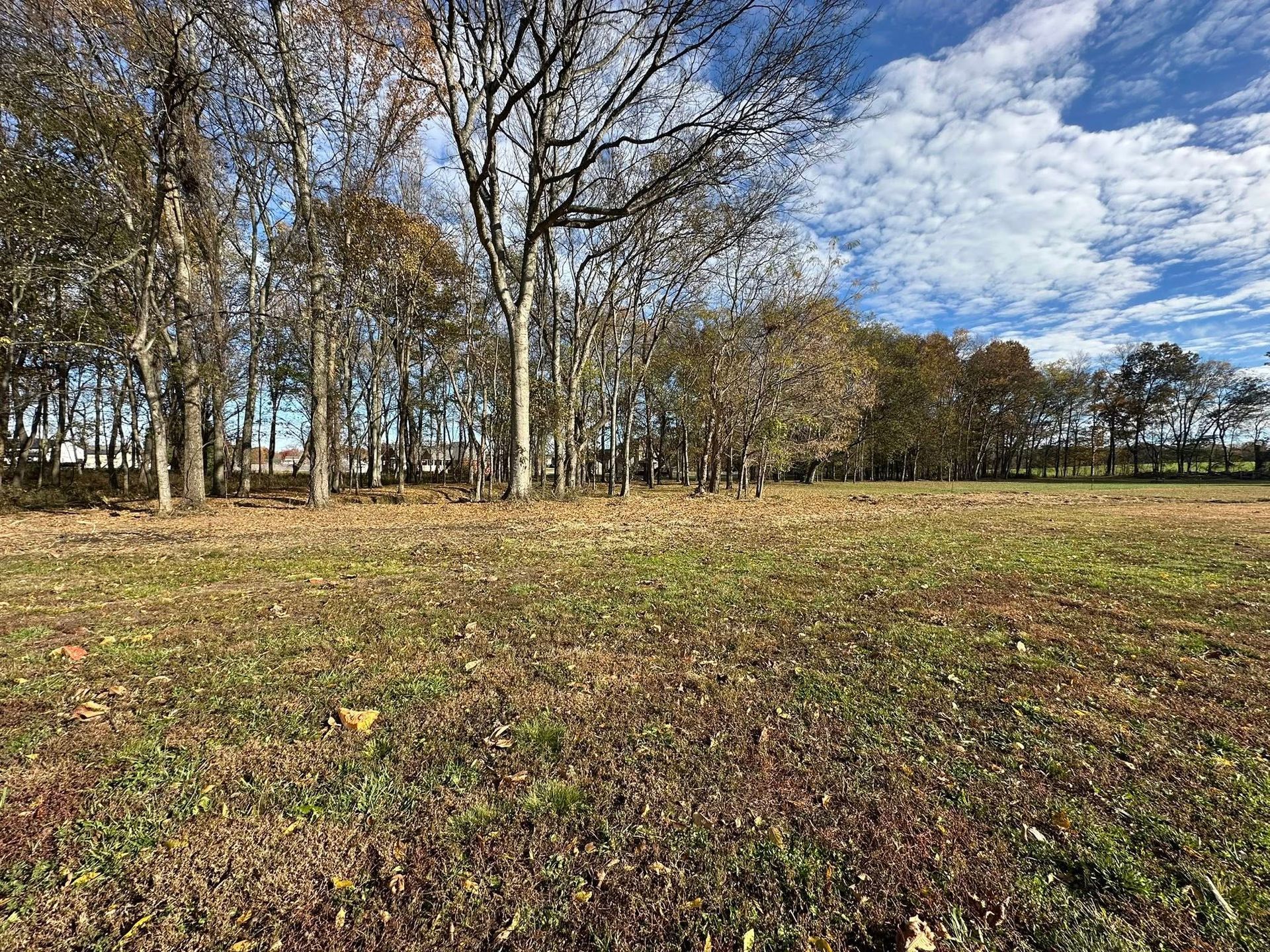 Open grassy field with leafless trees under a blue, partly cloudy sky