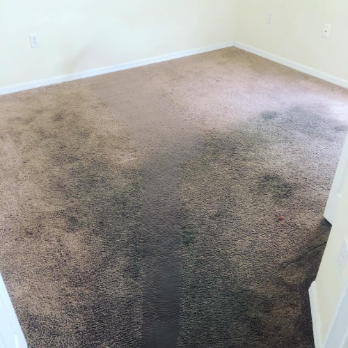 carpet restoration orlando 