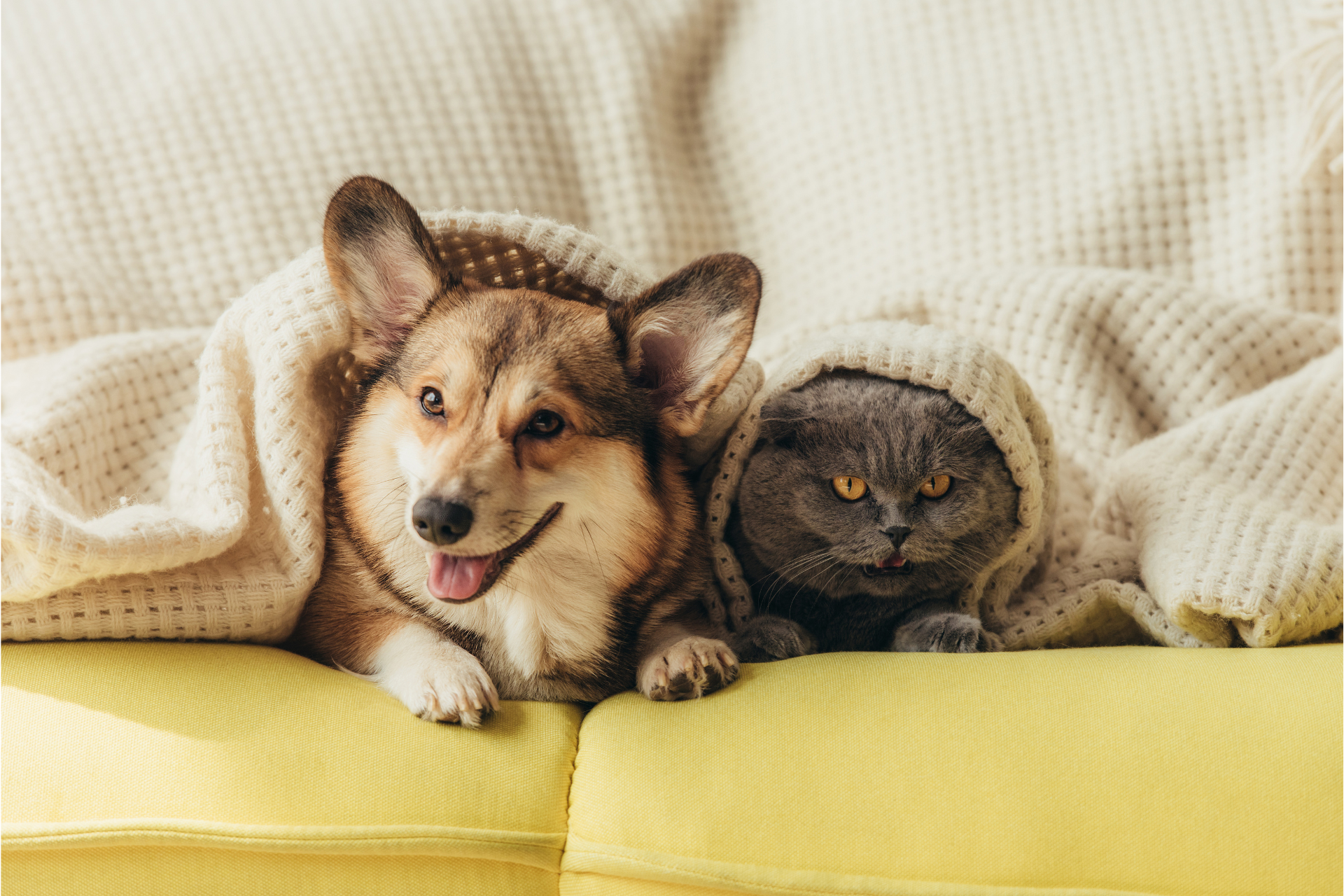 Corgi dog and gray Scottish Fold cat snuggled together under a blanket on a yellow couch.