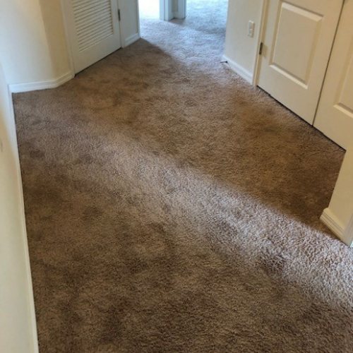 carpet pet stain removal orlando
