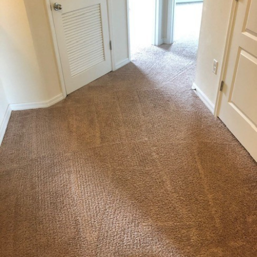 carpet cleaning for pet stains orlando 