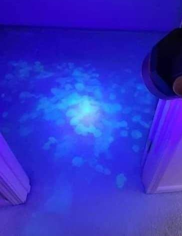 pet urine carpet cleaning orlando