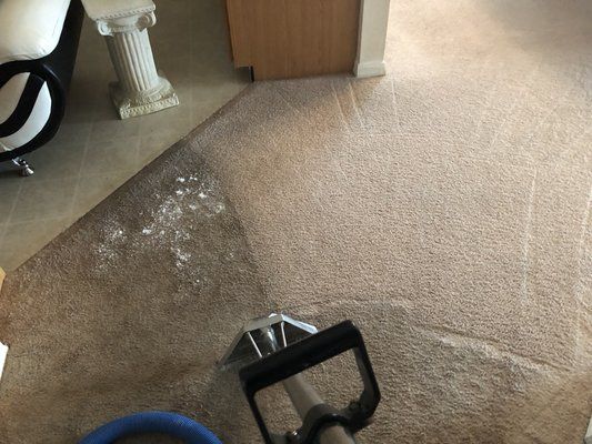 carpet cleaning champions gate