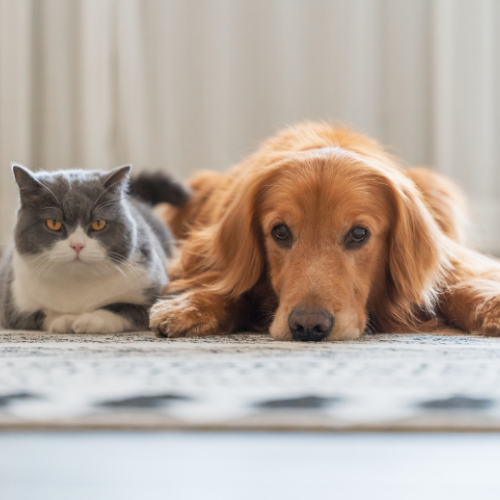 Gray and white cat lying next to a golden retriever on a patterned rug. Both animals are looking at the camera.