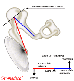 la catena degli ossicini