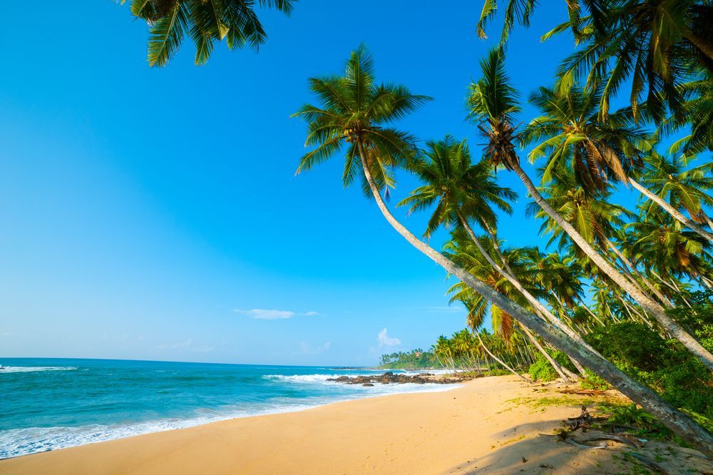 A Tropical Beach With Palm Trees And Ocean — Jervis Bay Pressure Washing & Property Maintenance In Jervis Bay, NSW