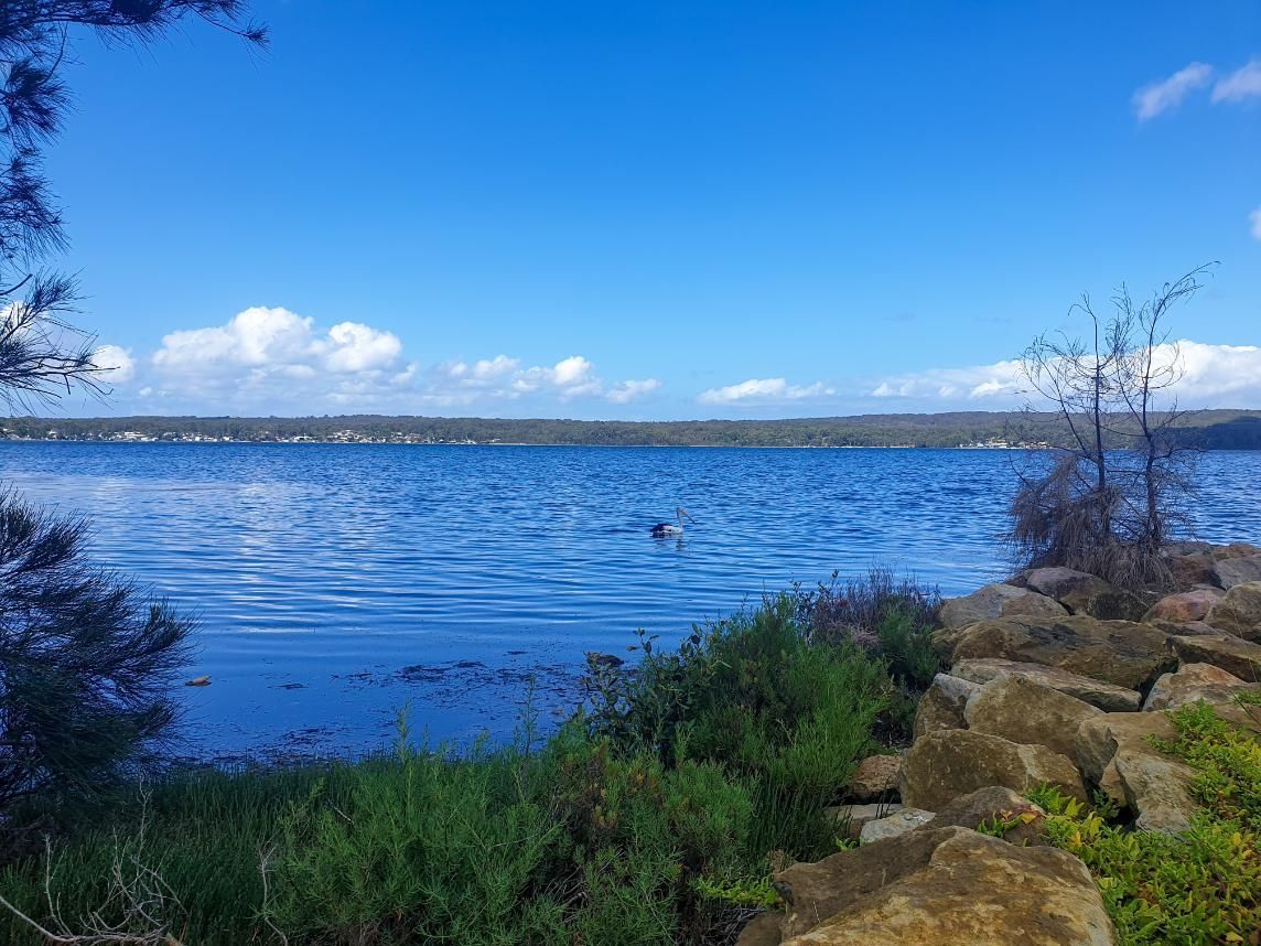 A Duck Is Swimming In A Ocean On A Sunny Day — Jervis Bay Pressure Washing & Property Maintenance In Sanctuary Point, NSW