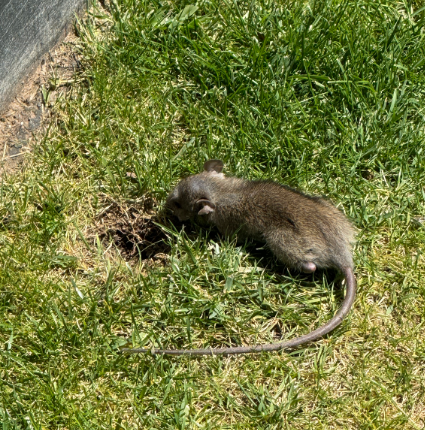 A rat is laying in the grass near a hole in the ground