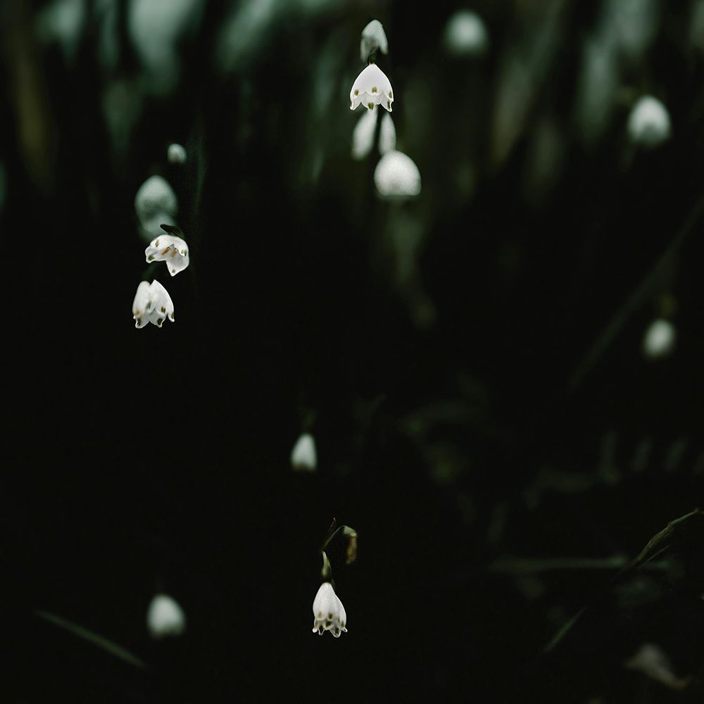 White bell-shaped flowers on dark green stems in a dim, shadowy setting